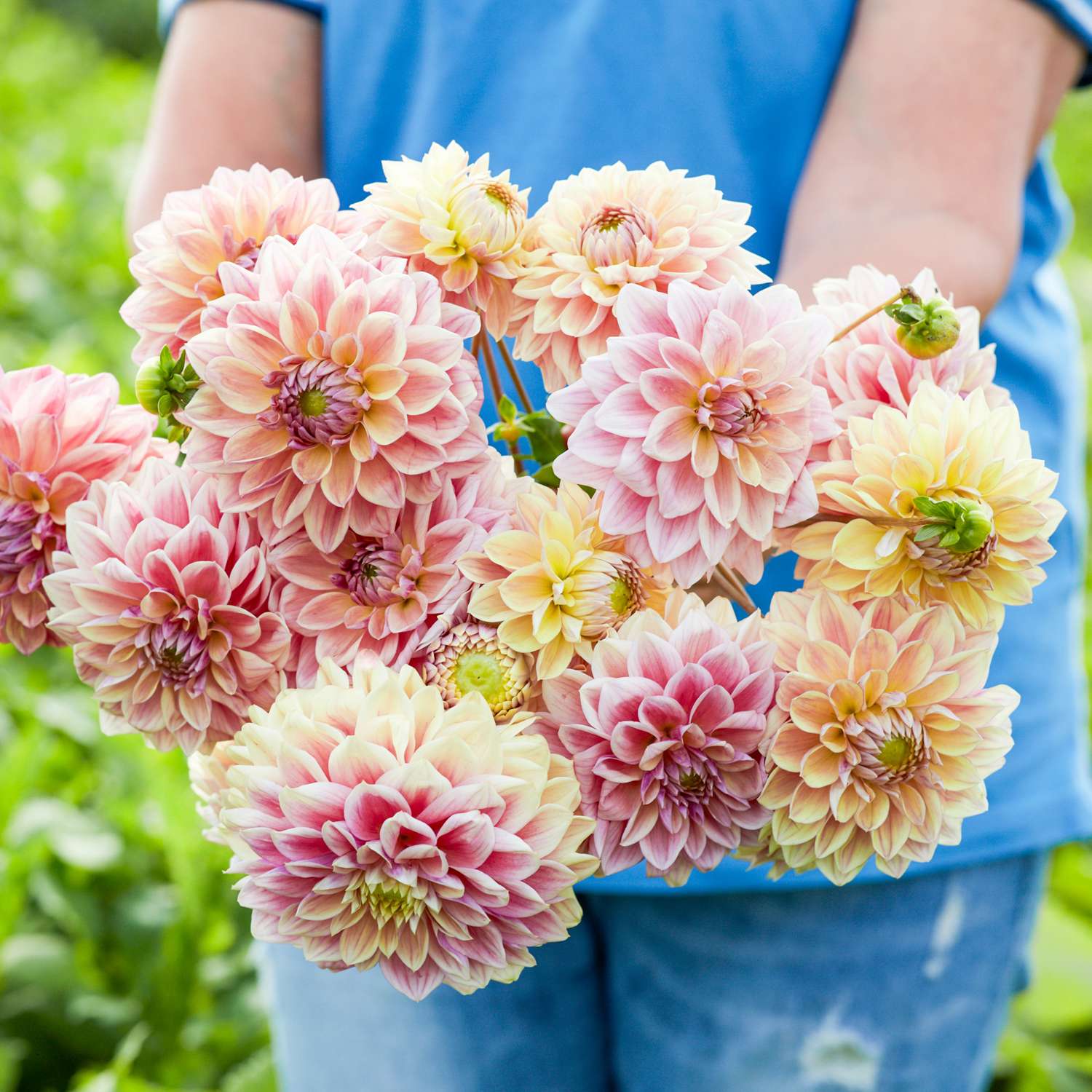 Dahlia 'Dusty Beauty'